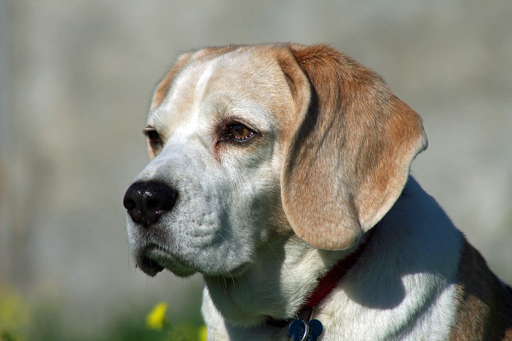 beagle, dog, nose-1813013.jpg