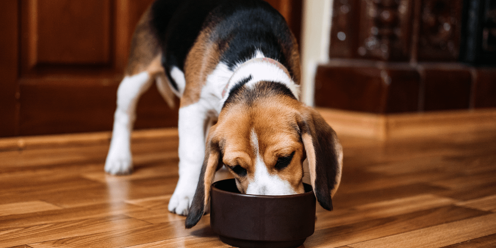 How To Check Your Beagle's Digestive Health