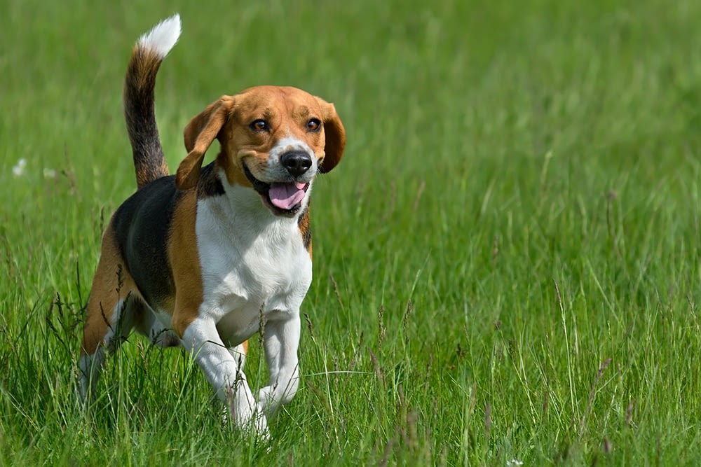 How To Check Your Beagle's Digestive Health