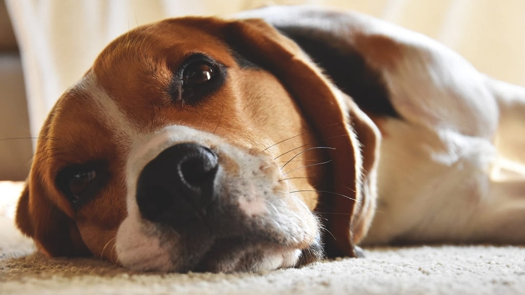 How To Check Your Beagle's Digestive Health