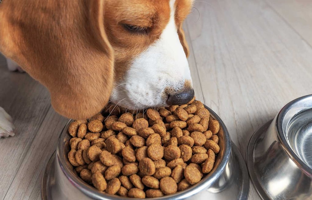 beagle food diet