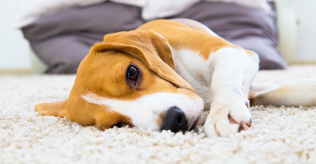 How Do Beagles Get Worms