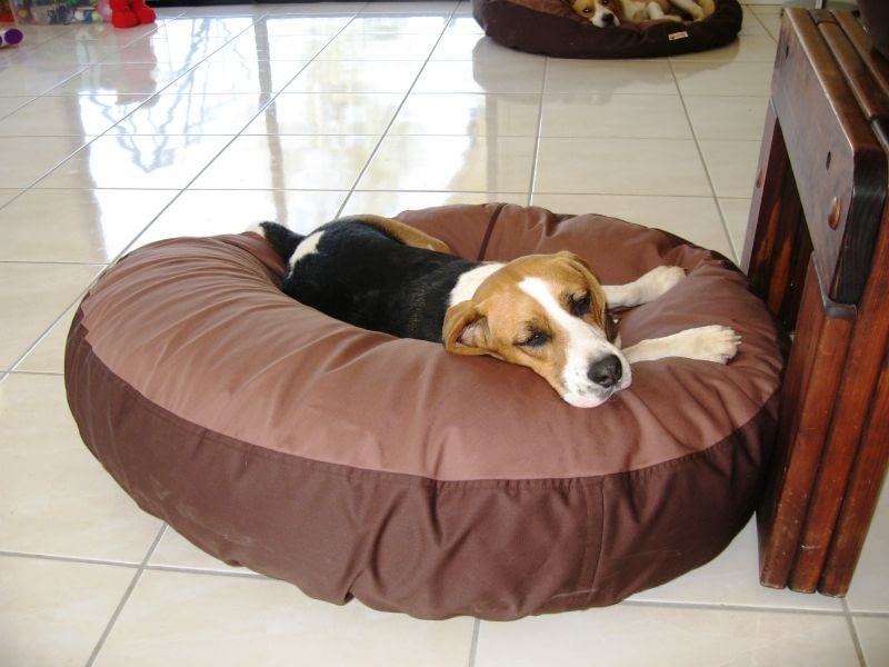 Where Should Your Beagle Sleep At Night