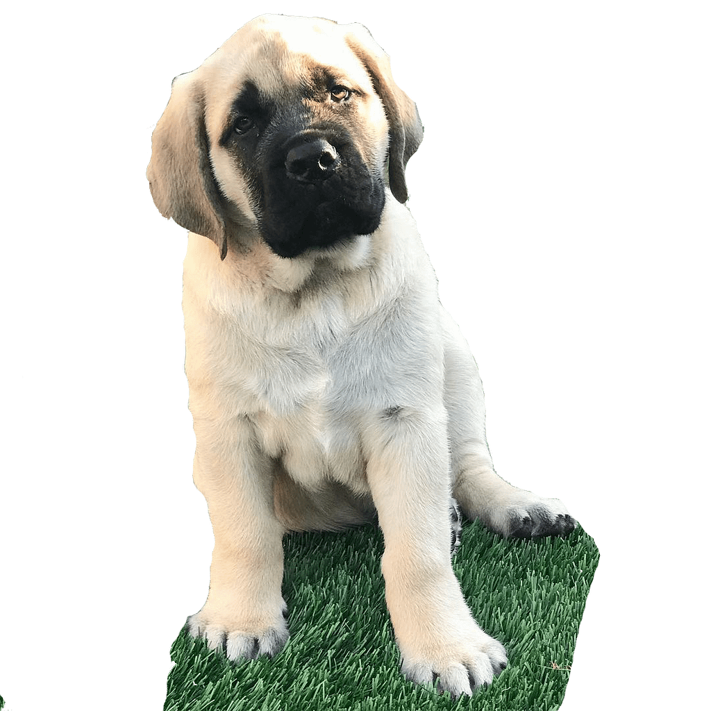 1-week old English mastiff puppies Size and Care