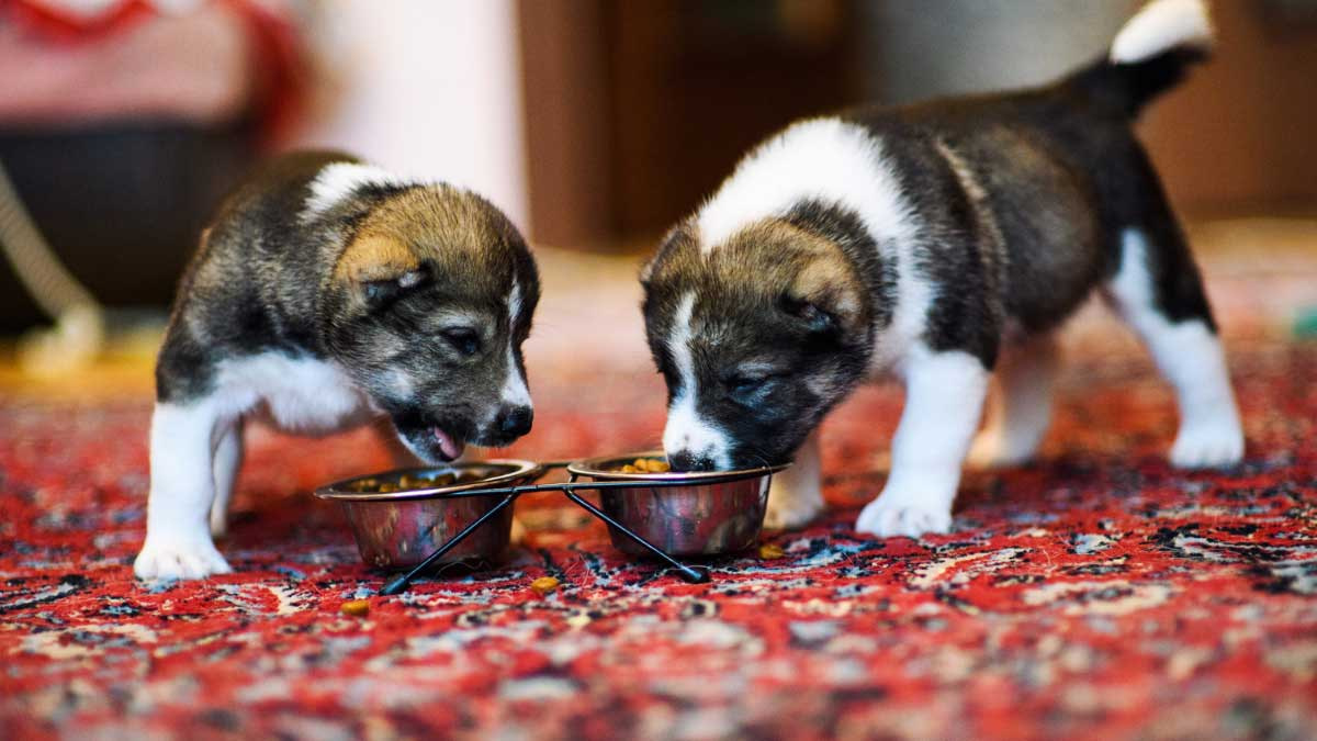 What Can I feed my Puppy instead of Dog food?