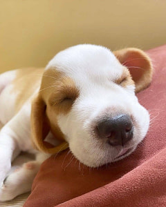 One-Week-Old Beagle