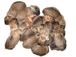 1-week old English mastiff puppies Size and Care