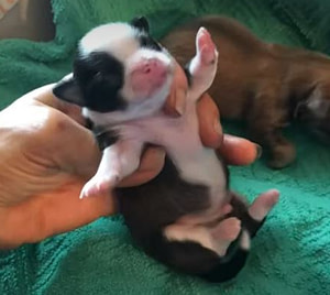 1-week old chihuahua puppies