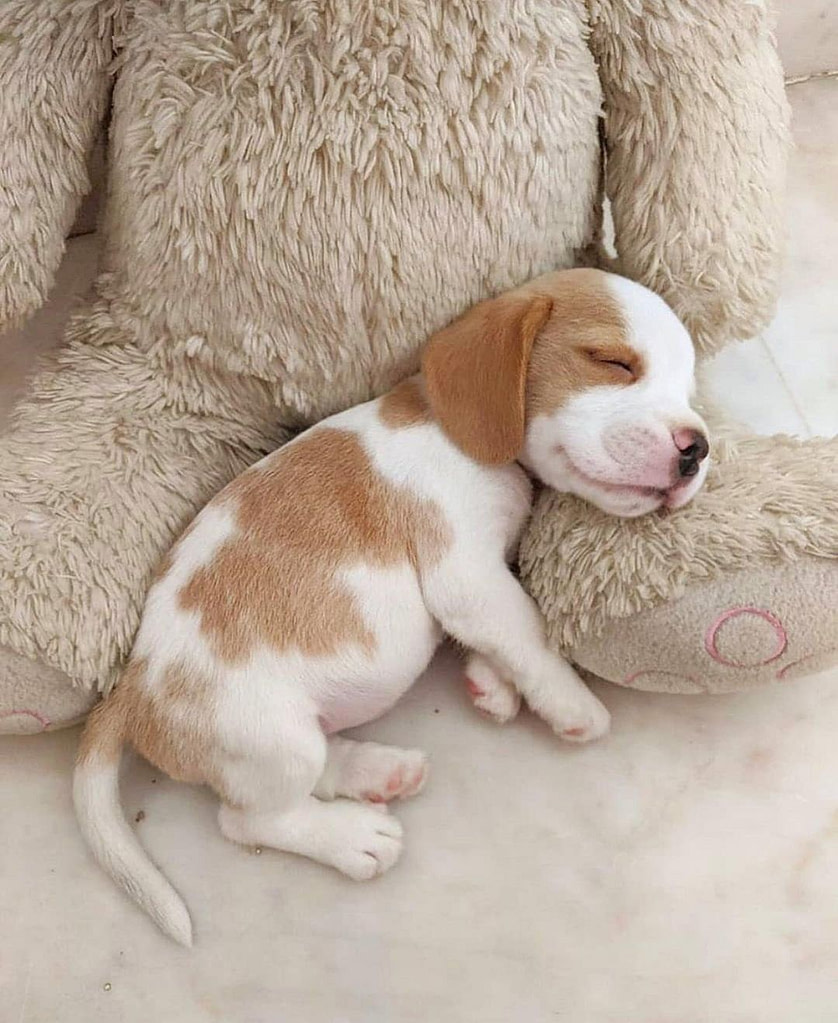 one-week old beagle